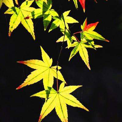 不良传奇官方手游